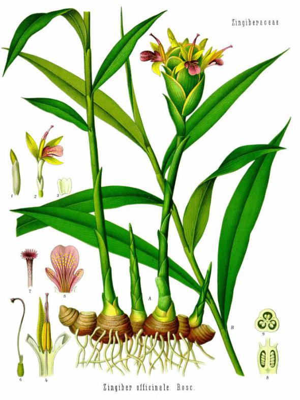 Ghimbirul