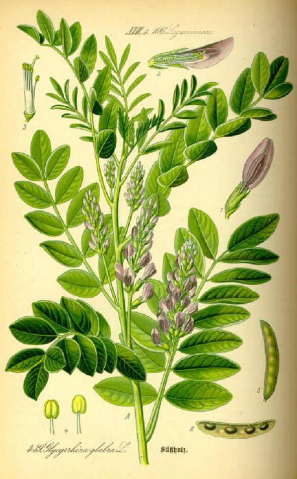 lemnul dulce