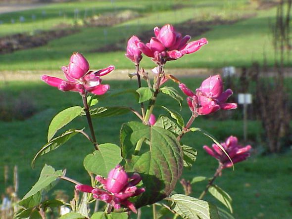 salvia_involucrata0