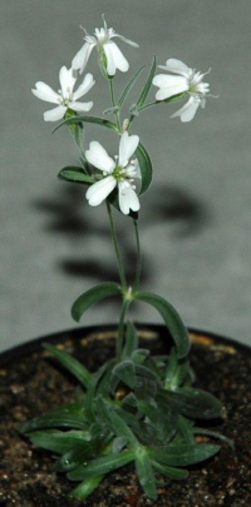 rebornplant